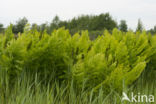 Royal Fern (Osmunda regalis)