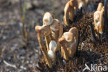 Royal Fern (Osmunda regalis)