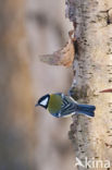 Great Tit (Parus major)