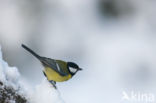 Great Tit (Parus major)