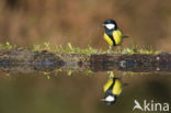 Great Tit (Parus major)