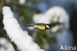 Koolmees (Parus major)