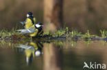 Koolmees (Parus major)