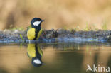 Great Tit (Parus major)