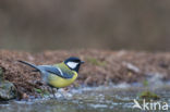 Koolmees (Parus major)