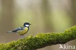 Great Tit (Parus major)