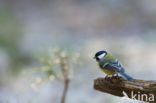 Great Tit (Parus major)