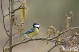 Great Tit (Parus major)