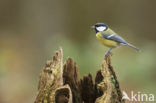 Great Tit (Parus major)