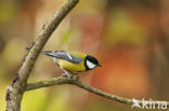 Great Tit (Parus major)