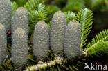 Koreaanse Zilverspar (Abies koreana)