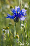 Cornflower (Centaurea cyanus)