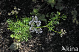 Coriander (Coriandrum sativum)