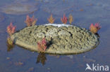 Glasswort (Salicornia europaea)