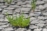 Glasswort (Salicornia europaea)