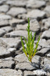 Glasswort (Salicornia europaea)