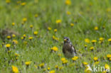 Kramsvogel (Turdus pilaris)