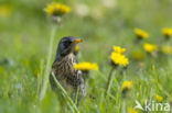 Kramsvogel (Turdus pilaris)