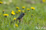 Kramsvogel (Turdus pilaris)