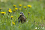 Fieldfare (Turdus pilaris)