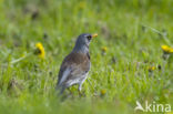 Fieldfare (Turdus pilaris)