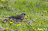 Fieldfare (Turdus pilaris)