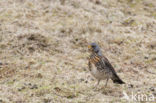 Kramsvogel (Turdus pilaris)