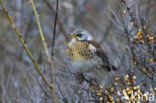 Kramsvogel (Turdus pilaris)