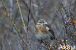 Kramsvogel (Turdus pilaris)