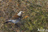 Kramsvogel (Turdus pilaris)