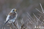 Kramsvogel (Turdus pilaris)