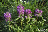 Kranskartelblad (Pedicularis verticillata)