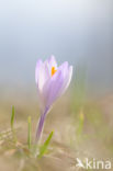 Krokus (Crocus spec.)