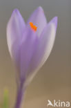 Crocus (Crocus spec.)