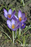 Crocus (Crocus spec.)