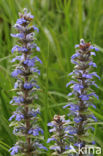 Kruipend zenegroen (Ajuga reptans)