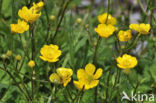 Kruipende boterbloem (Ranunculus repens)