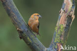Red Crossbill (Loxia curvirostra)