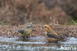 Red Crossbill (Loxia curvirostra)