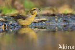 Red Crossbill (Loxia curvirostra)