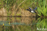 Tufted Duck (Aythya fuligula)