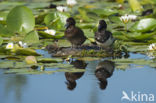 Tufted Duck (Aythya fuligula)