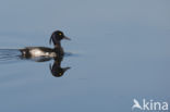 Tufted Duck (Aythya fuligula)