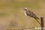 Kuifkoekoek (Clamator glandarius)