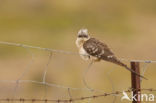 Great Spotted Cuckoo (Clamator glandarius)