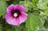 Lavatera arborea