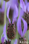 Spanish Lavender (Lavandula stoechas)