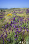 Spanish Lavender (Lavandula stoechas)