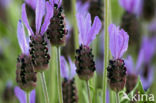 Spanish Lavender (Lavandula stoechas)