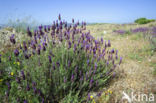 Spanish Lavender (Lavandula stoechas)